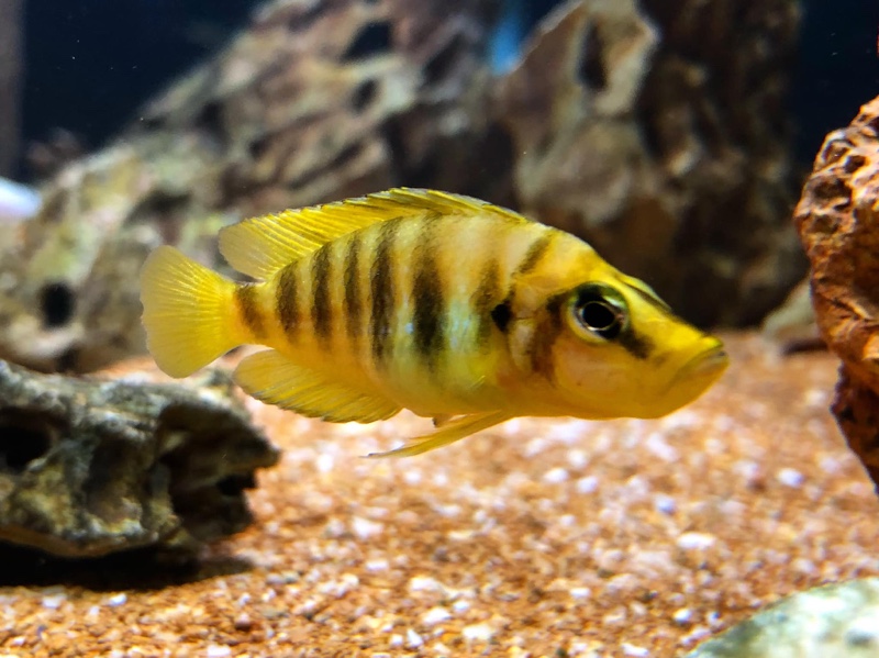 Altolamprologus compressiceps 'Kilima' (Mandarin)